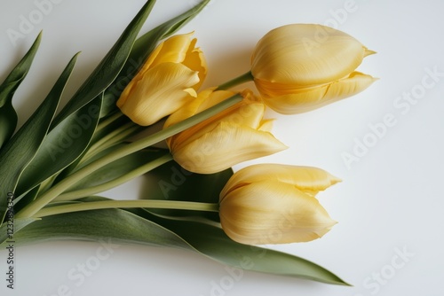 Wallpaper Mural A beautiful composition of tulips and spring flowers, with yellow tulips on a white background. Perfect for Valentine's Day, Easter, 8th March, Happy Women's Day, and Mother's Day. Shot in a flat Torontodigital.ca