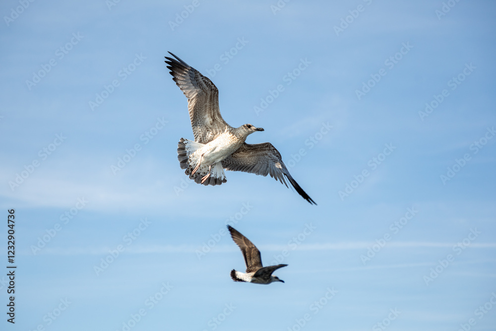 Obraz premium Seagulls flying in blue sky.