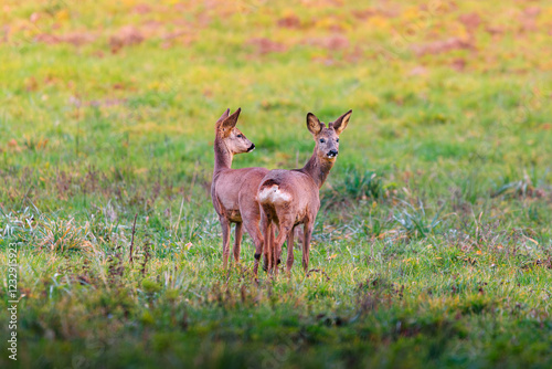 Roe deer, capreolus capreolus, forages and looks around the misty meadow in the early morning. Unconscious female wild animals with orange fur grazing on the hay field in summer. photo