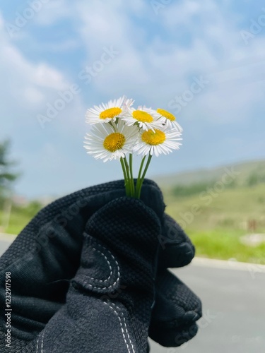 Person holding a flower | Daisies