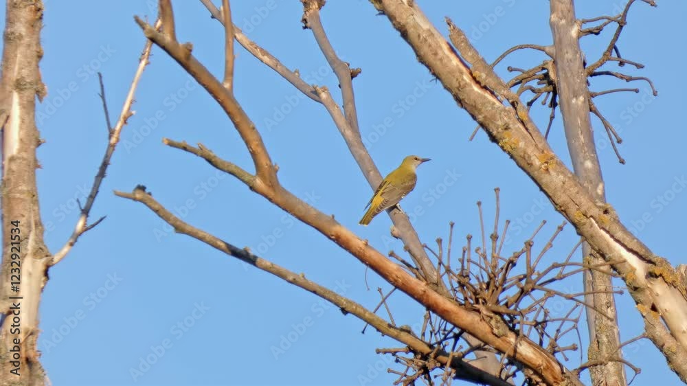 Eurasian golden oriole bird (Oriolus oriolus) sits on dead branch against blue sky