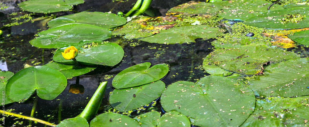 Lake with large green leaves and yellow water lily flower. Sunny summer day. Lake with large green leaves and yellow water lily flower. Sunny summer day.