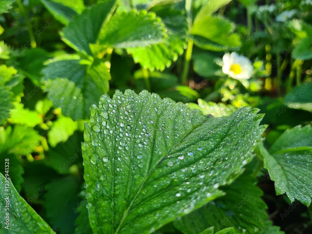Green Leaves with Dew and Raindrops Green Leaves with Dew and Raindrops