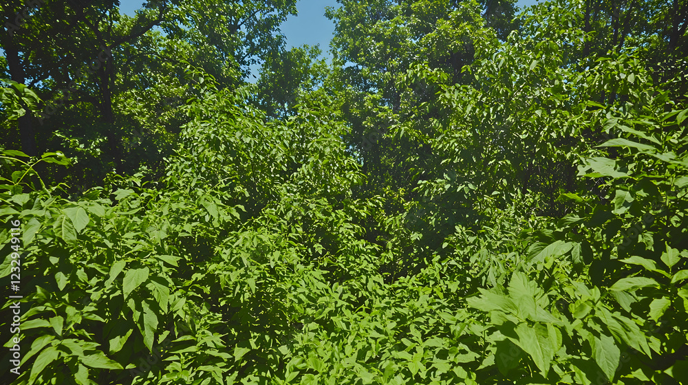 Lush green forest canopy, summer sunlight, path ahead, nature background Lush green forest canopy, summer sunlight, path ahead, nature background