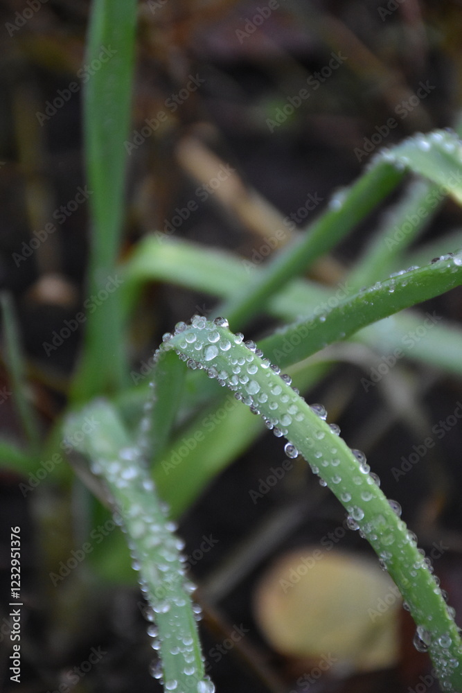 Green Leaves with Dew and Raindrops Green Leaves with Dew and Raindrops
