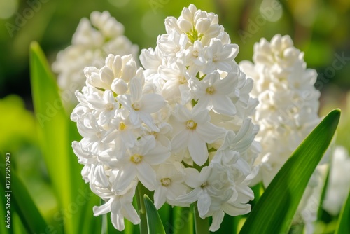Beautiful white blossoms reflecting sunlight in a vibrant spring garden