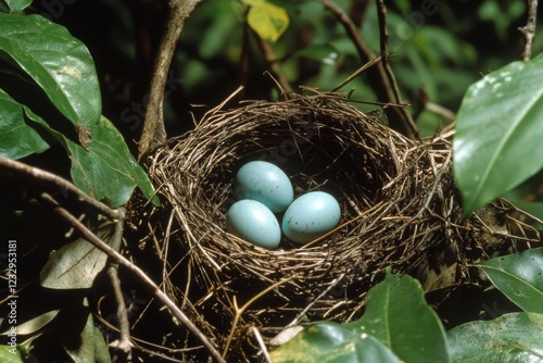 Nest containing three blue eggs resting among green leaves in a lush forest