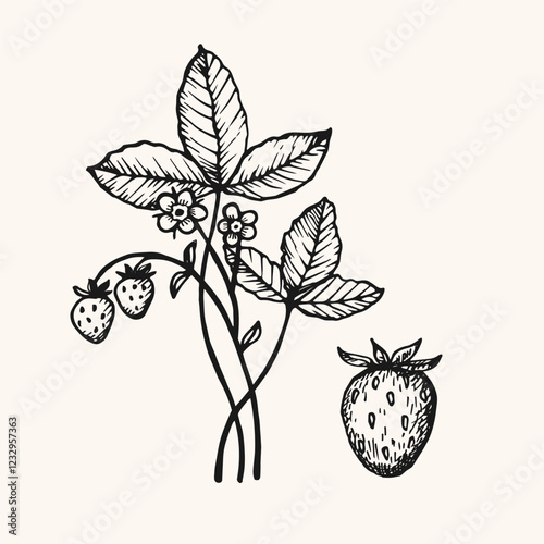 Vector engraved sketch of Strawberry plant on isolated background. Hand drawn botanical illustration with bush and separate berry wild strawberry for sign, logo, print, paper, label, tattoo, wrapping