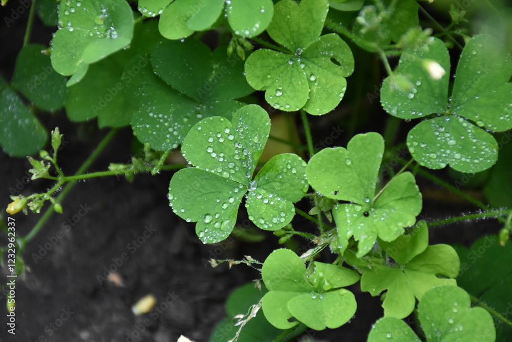 Green Leaves with Dew and Raindrops Green Leaves with Dew and Raindrops