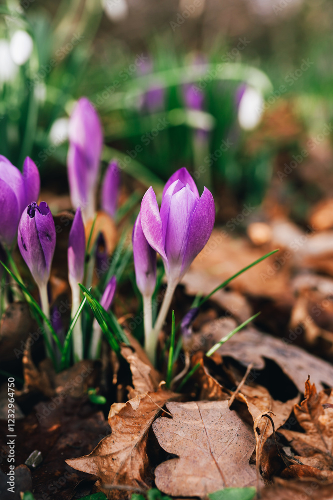 Vibrant purple crocuses emerge amidst a bed of fallen leaves, representing the beauty and freshness of springtime rejuvenation in nature's cycle. Vibrant purple crocuses emerge amidst a bed of fallen leaves, representing the beauty and freshness of springtime rejuvenation in nature's cycle.