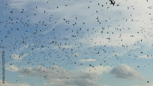 A flock of migratory birds flies high in the sky with white clouds and dramatic scenery