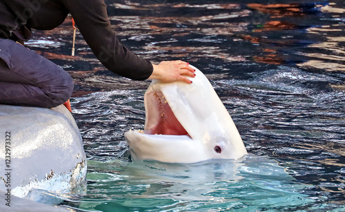 Obraz na plátně Beluga whale greets a visitor to an aquarium
