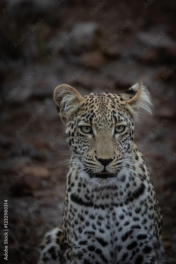 portrait of a leopard portrait of a leopard