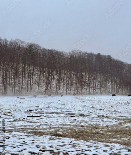 Some buffaloes  in the winter  photo