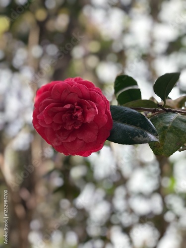 Red Rose