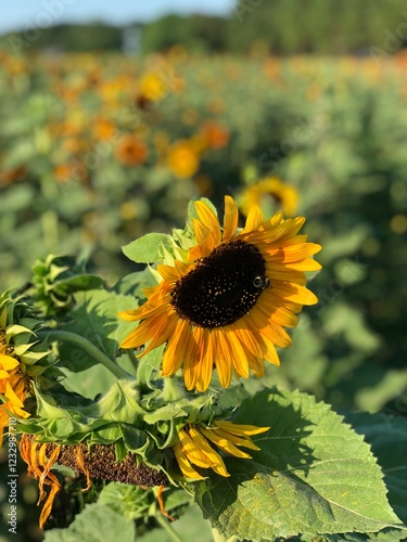 Sunny sunflower