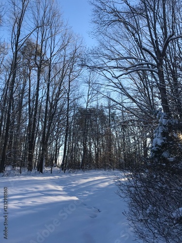 Winter Forest