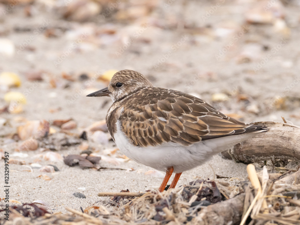 A close up of an immature Ruddy Turnstone standing on a sandy beach A close up of an immature Ruddy Turnstone standing on a sandy beach