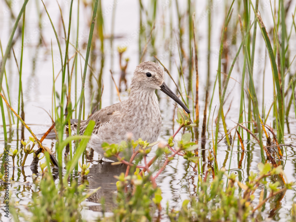 Fototapeta premium A Stilt Sandpiper molting into basic winter plumage feeding amongst vegetation in belly deep water