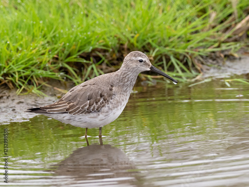 A Stilt Sandpiper molting into basic winter plumage feeding in shallow water