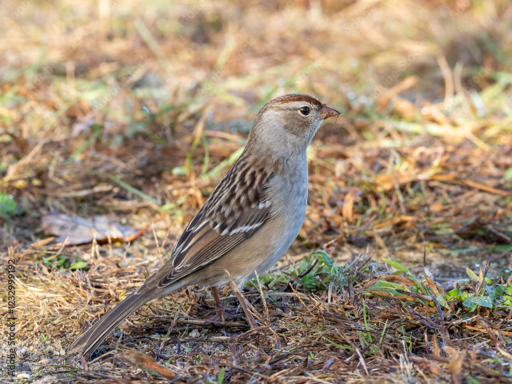 An immature White-crowned Sparrow feeding on the ground in short grass