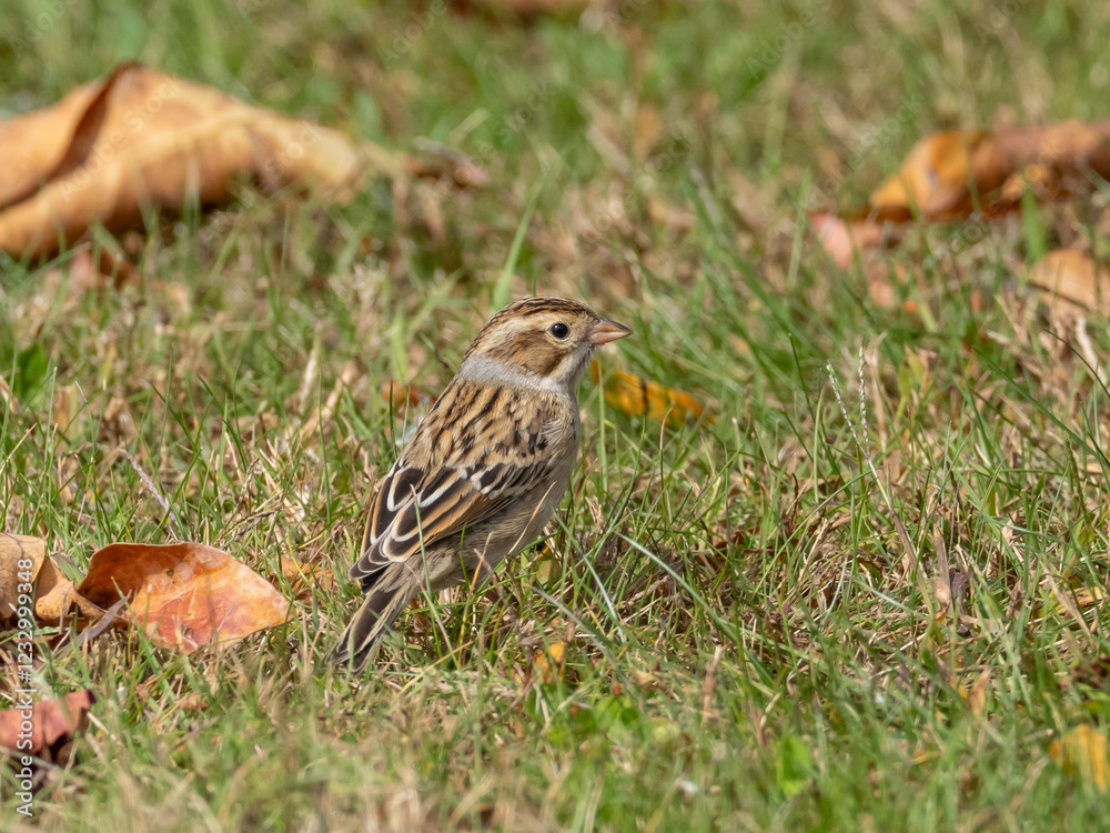 Fototapeta premium A Clay-colored Sparrow feeding on the ground in short grass