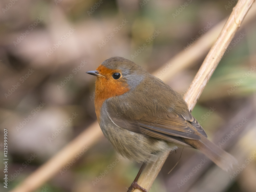 Fototapeta premium A close up of a European Robin perched on a small twig Robin