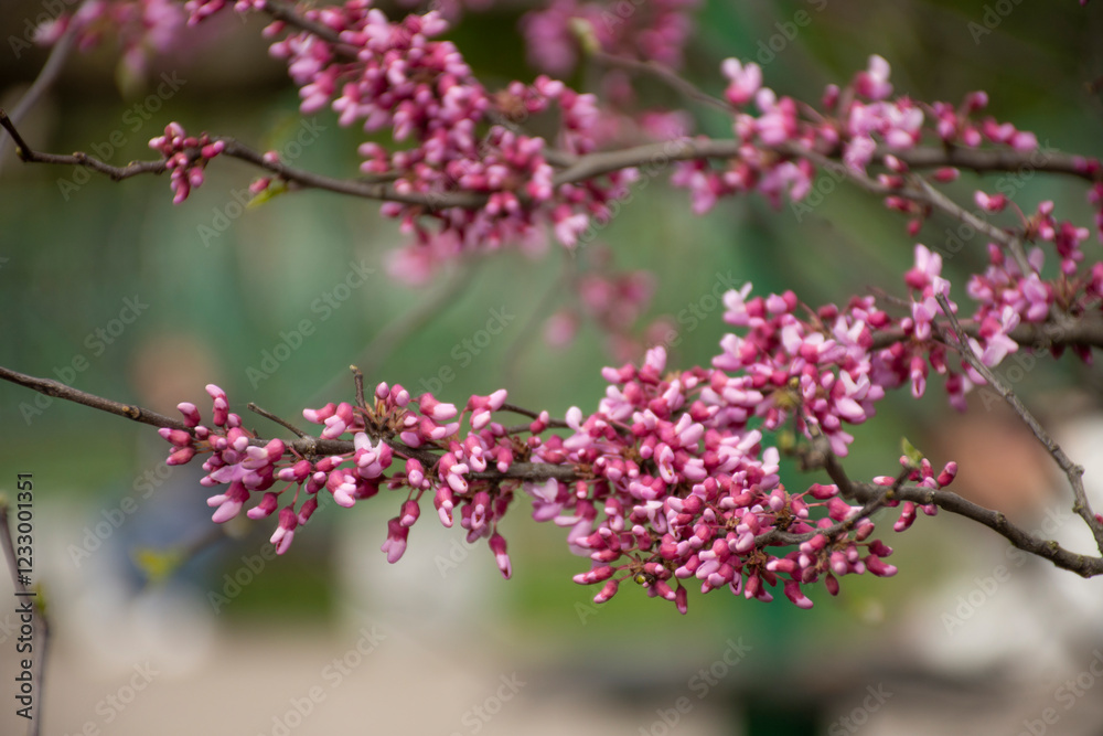 branches of exotic flowering tree redbud or cercis branches of exotic flowering tree redbud or cercis