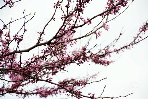 flowering tree redbud or cercis photo