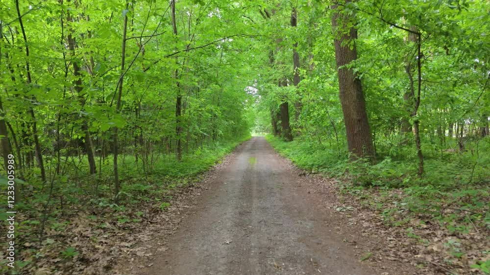 A scenic dirt road surrounded by a dense forest, stretching into the distance. A scenic dirt road surrounded by a dense forest, stretching into the distance.