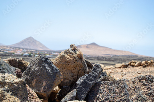 squirrel on the rocks photo