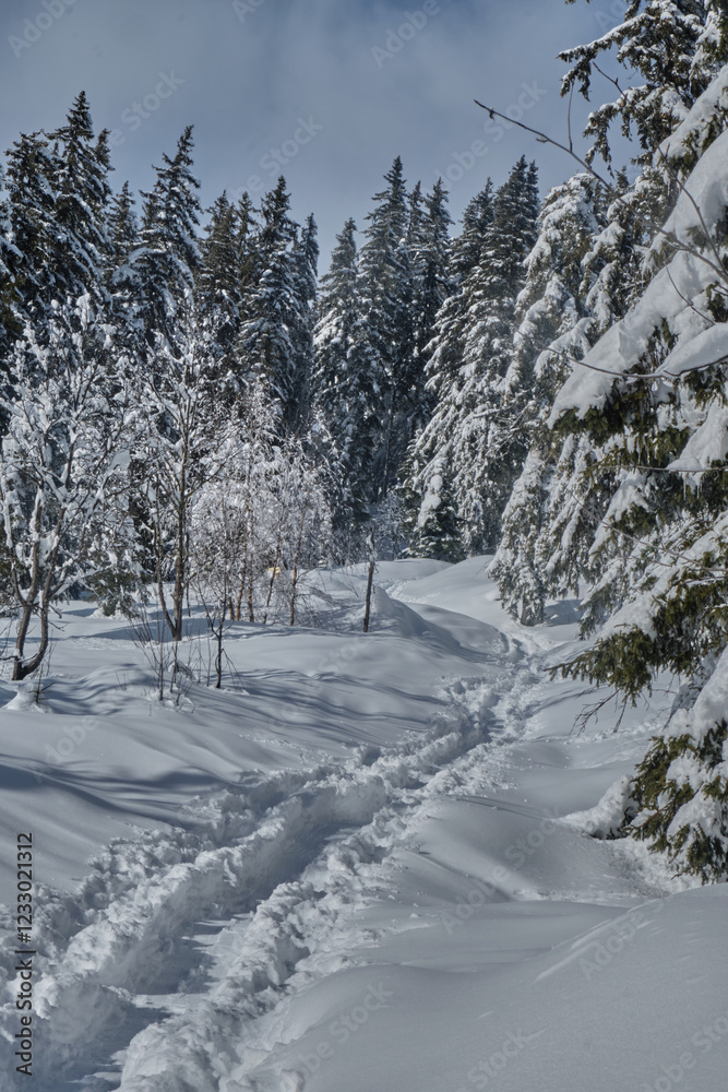 Fototapeta premium Hiking after a snowy day