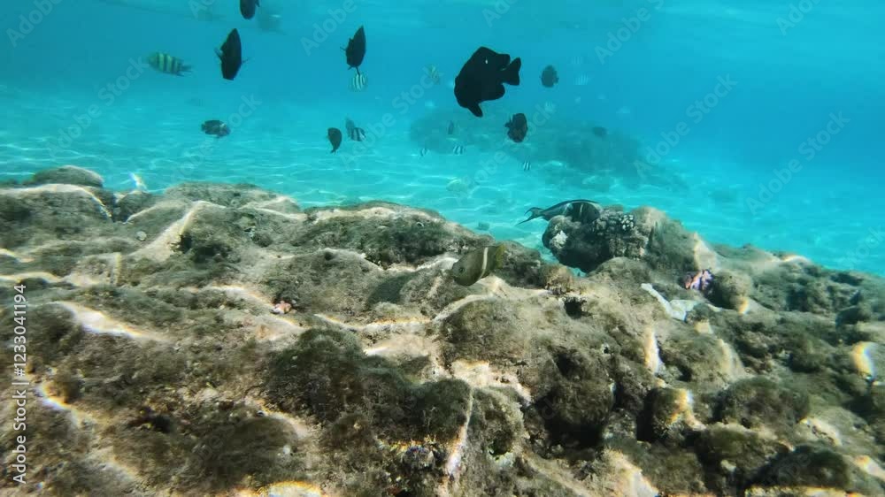 Mix of Red Sea Fish on Coral Reef, Hurghada, Egypt Mix of Red Sea Fish on Coral Reef, Hurghada, Egypt
