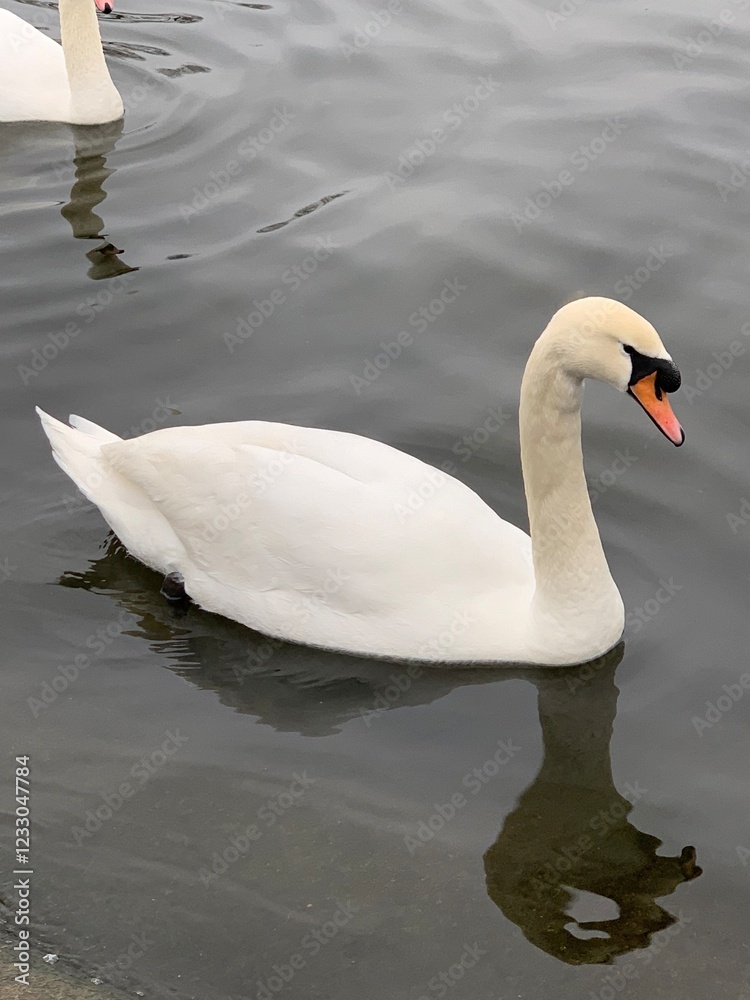 Fototapeta premium swan on the lake