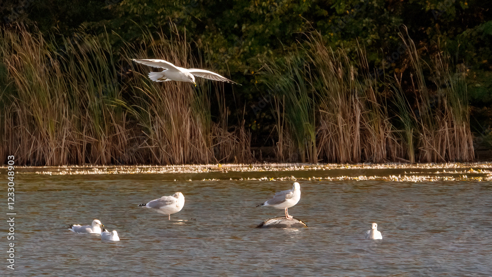 Fototapeta premium Seagulls flying over the calm lake for foraging