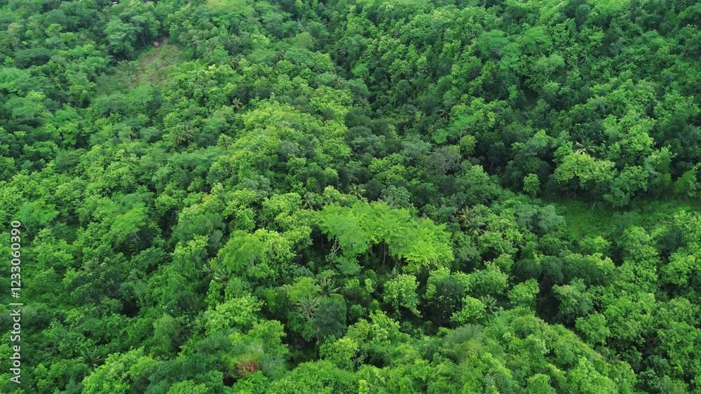 Aerial photo of green hilly area dominated by grass, lush trees. Aerial panorama of nature in the form of dense environment consisting of dense green forest, beautiful and calm Aerial photo of green hilly area dominated by grass, lush trees. Aerial panorama of nature in the form of dense environment consisting of dense green forest, beautiful and calm