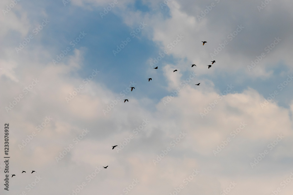Blue sky with soft clouds and silhouettes of birds flying against the light. Perfect for themes of freedom, nature, and inspiration. Blue sky with soft clouds and silhouettes of birds flying against the light. Perfect for themes of freedom, nature, and inspiration.