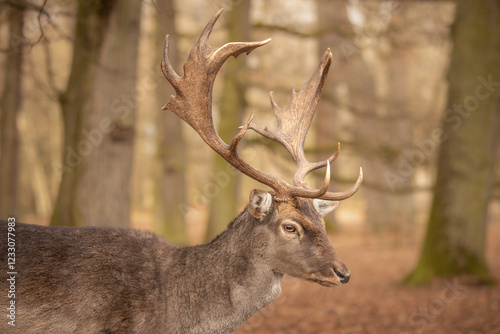 Fototapeta Naklejka Na Ścianę i Meble -  Brown Furry European Fallow Deer in Blatna Forest Park in Europe. Animal Side Portrait of Buck with Antlers in Czech Republic.
