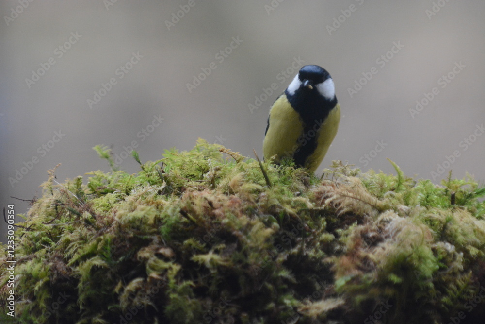 Obraz premium cinciallegra