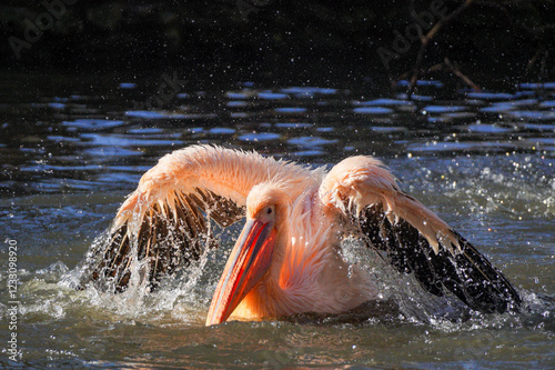 A pink pelican swims and bathes in a small lake at the Zoo in daylight.