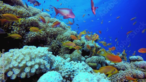 Wallpaper Mural Tropical Fish and Coral Reef. Underwater tropical colourful soft-hard corals seascape. Underwater fish reef marine. Tropical colourful underwater seascape. Torontodigital.ca