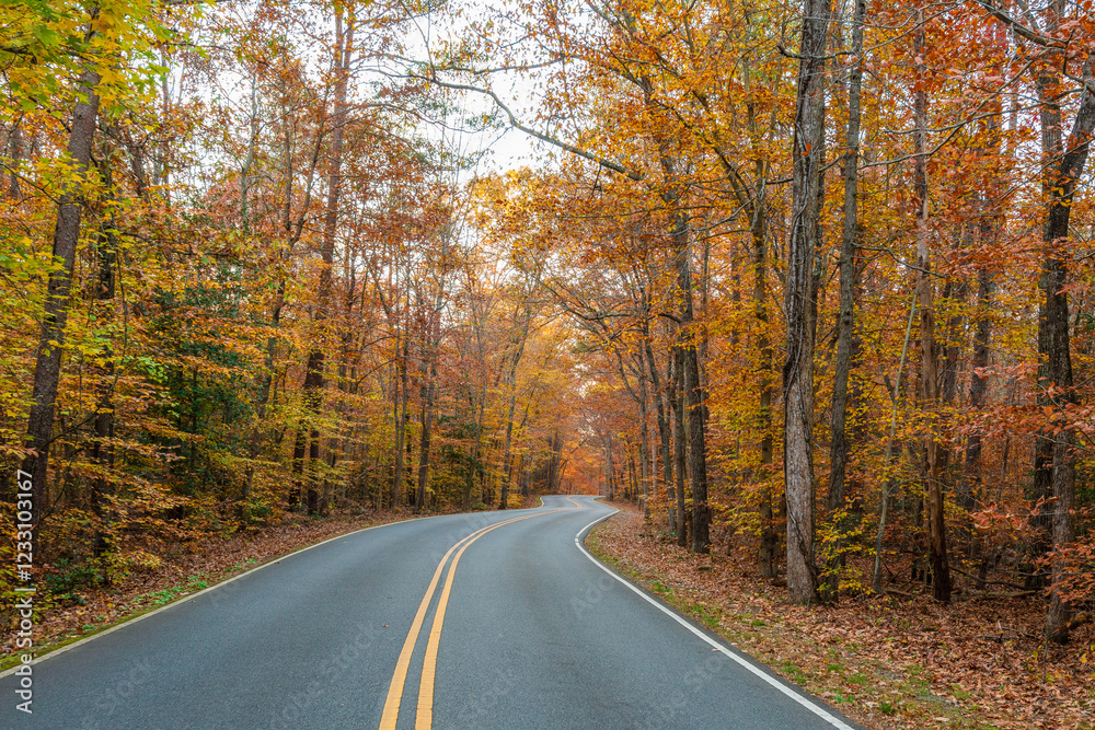 Obraz premium road in autumn forest