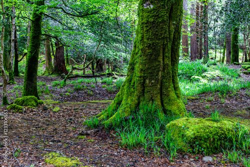 Fairytale Forest, views on the way to the Torc waterfall  in Killarney National Park, Ireland
