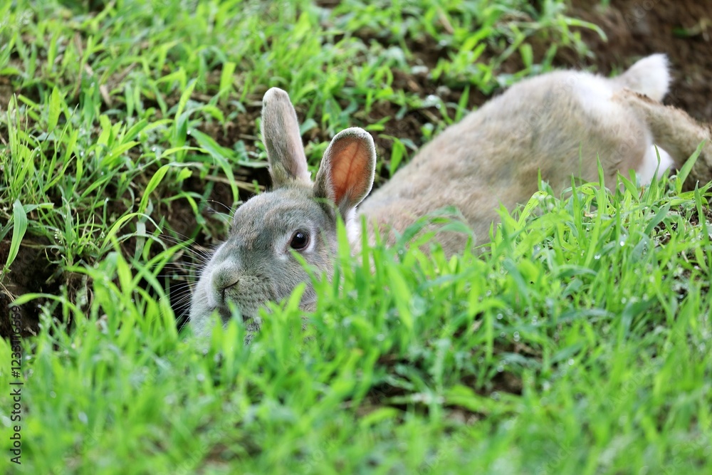 Fototapeta premium 穴の中でうつ伏せで休むウサギ