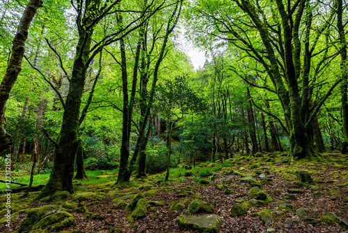 Fairytale Forest, views on the way to the Torc waterfall  in Killarney National Park, Ireland