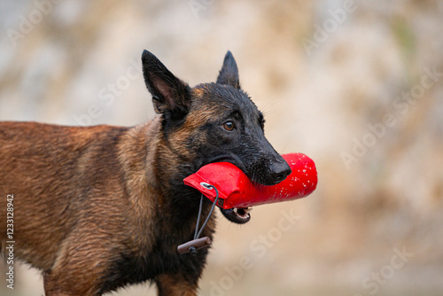 Headshot of beautiful purebred belgian malinois shepherd holding a toy in her mouth photo