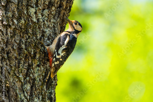 woodpecker on tree