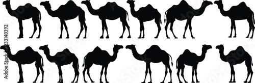 Camel silhouettes set, desert pack of vector silhouette design, isolated background