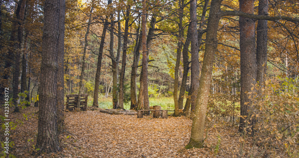 Obraz premium Forest with a bench and a log in the middle