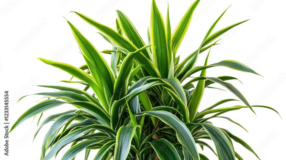 Obraz premium Indoor plant. Dragon tree. Potted plant Dracaena draco isolated on white background